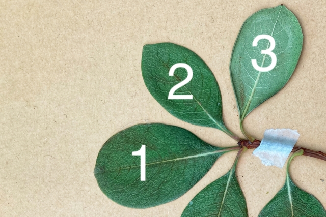 123と書かれた葉っぱ