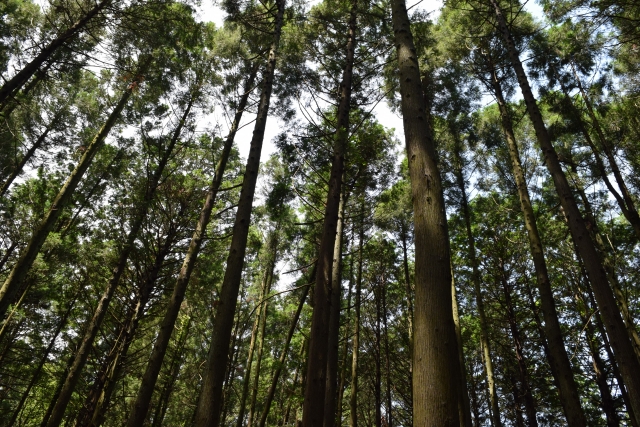 スギの木 針葉樹林